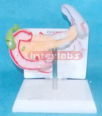 DESKTYPE HEALTH SPLEEN, PANCREAS, DUODENUM WITH DESCRIPTION PLATE